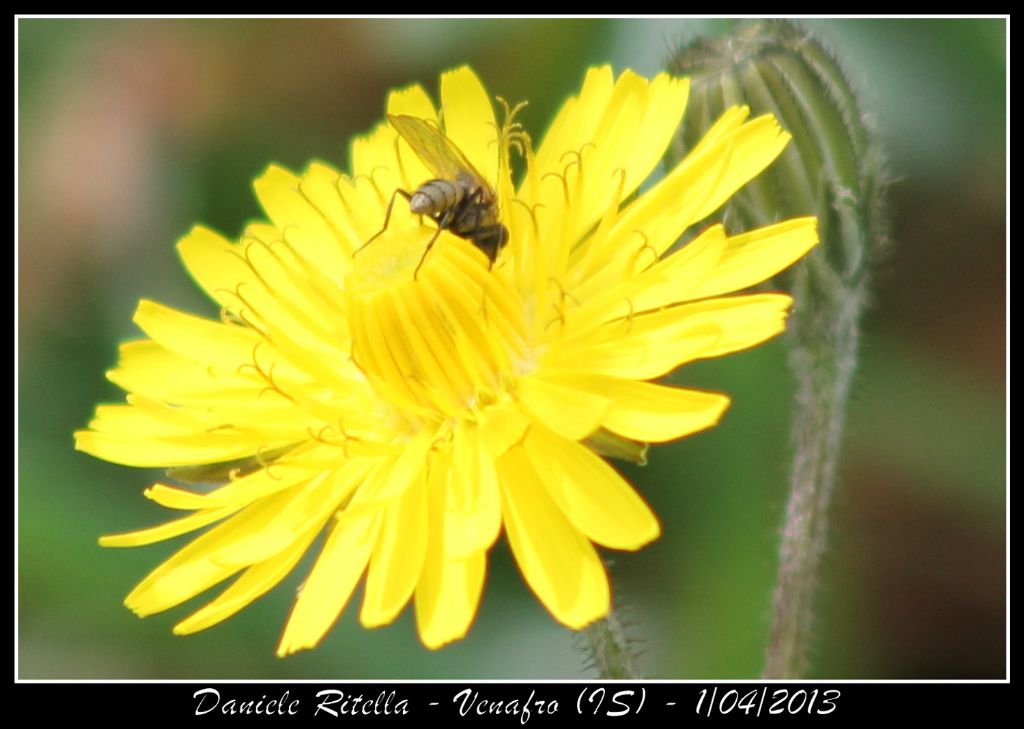 Identificazione 